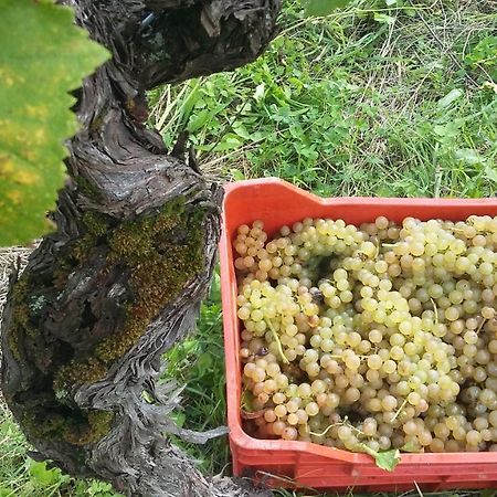 Farmstay Kmetija Stekar Kojsko Екстериор снимка