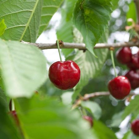 Farmstay Kmetija Stekar Kojsko Екстериор снимка